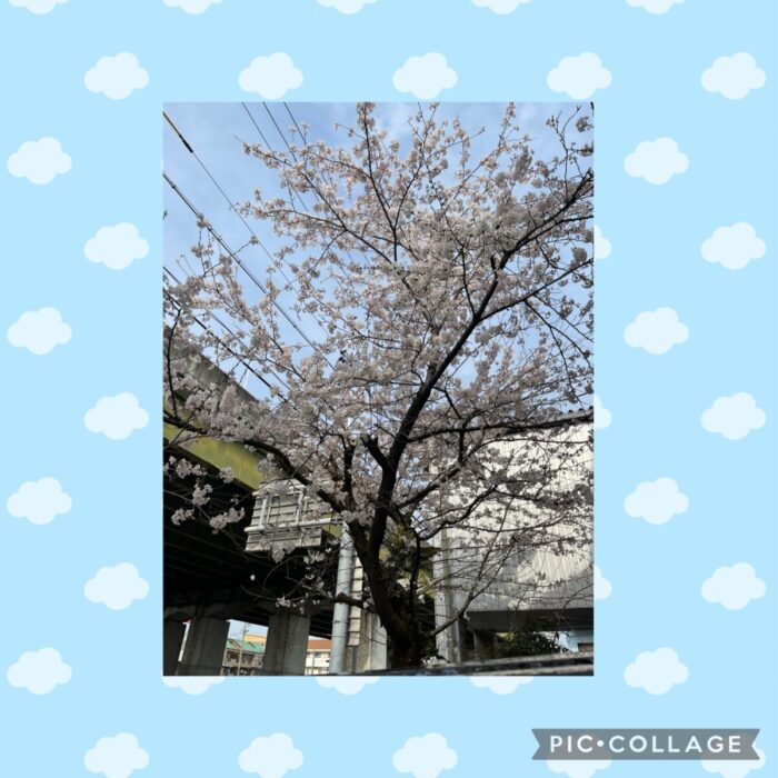桜