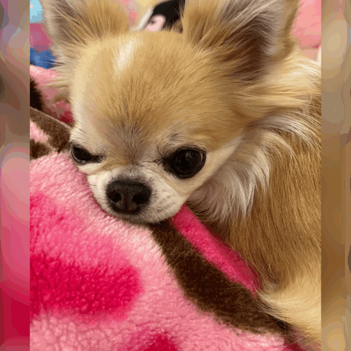 ハッピーちゃん💕