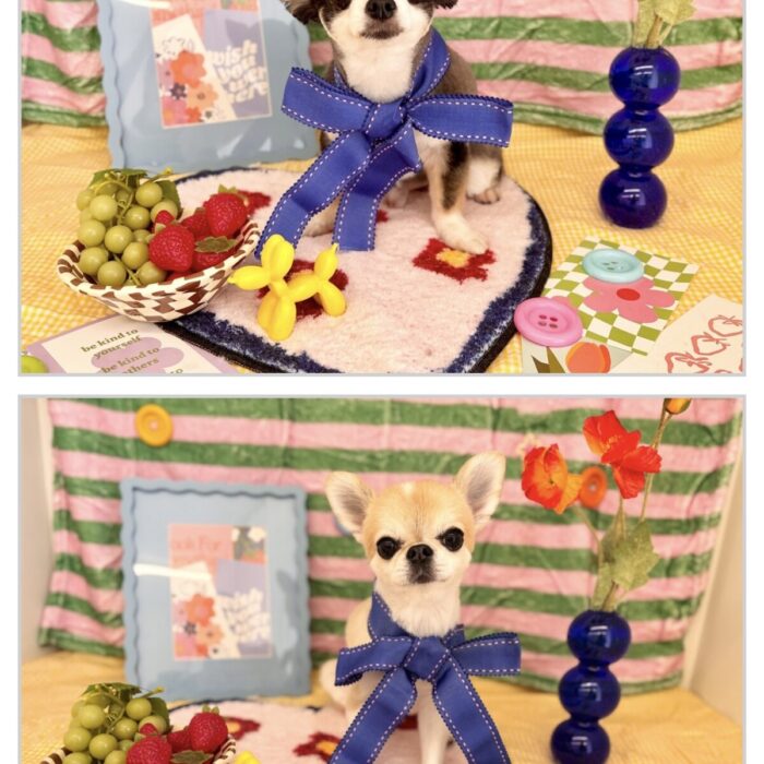 ラキハピ